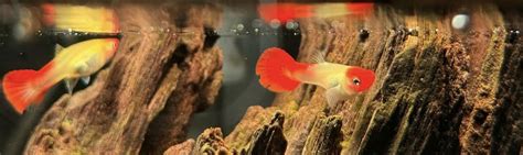 Gravidná samica živorodky