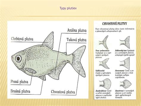 Štruktúra tela a plutiev rýb