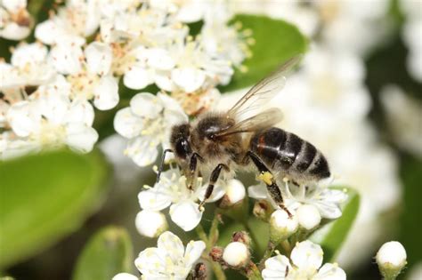 Včela čierna Apis mellifera mellifera