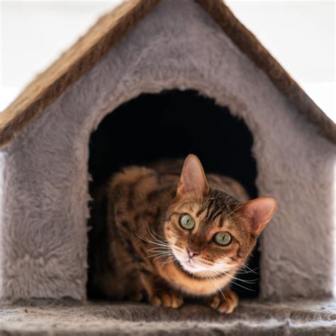 Pokojné miesto pre mačku