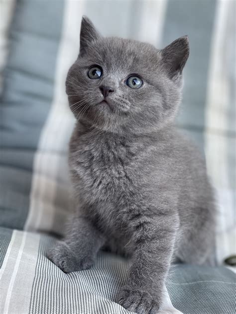 Mačka s mačiatkami