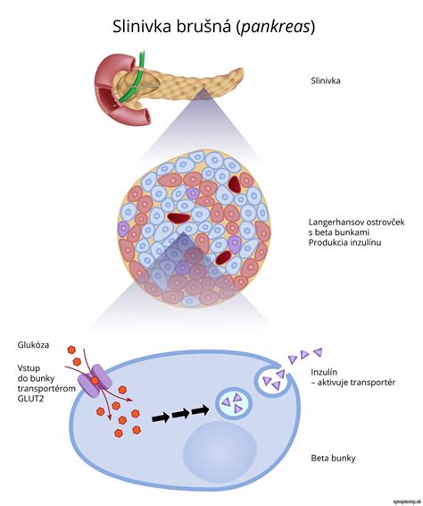 Schéma pankreasu a jeho funkcie