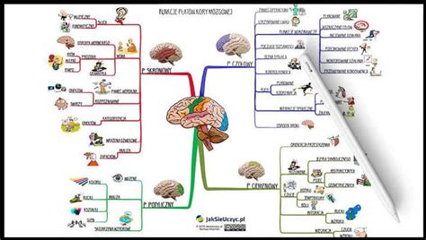 mapa emocionálnych centier mozgu