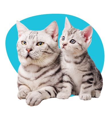 Vývoj mačiatka od narodenia do dospelosti