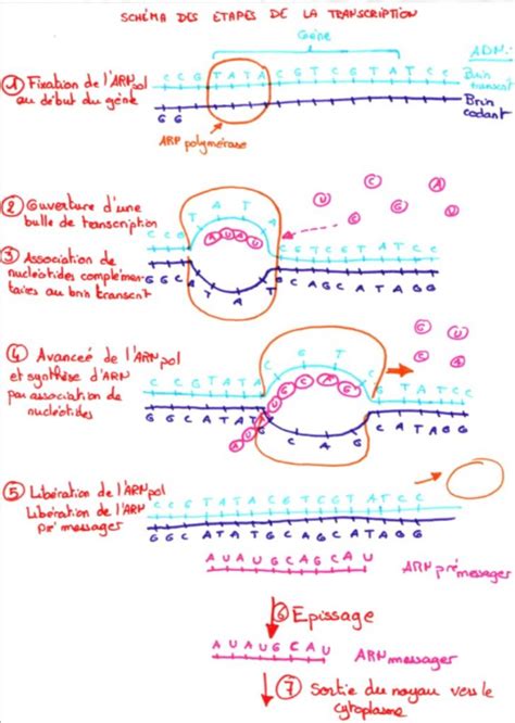 Schéma technológie 2-Phase Expression