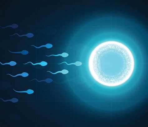 infografika o životnom cykle vajíčka a spermií