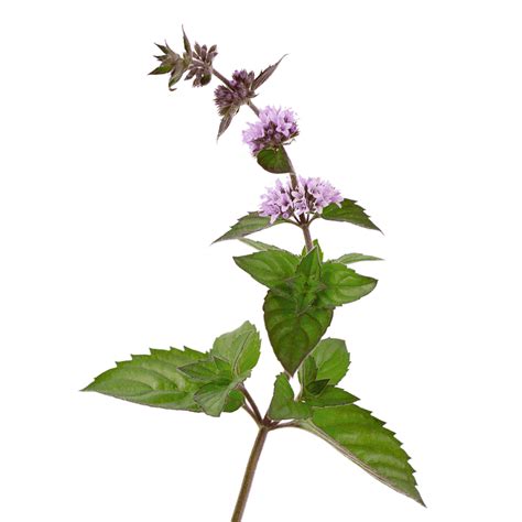 Mäta pieporná rastlina