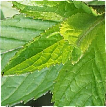 Štruktúra listu mäty piepornej