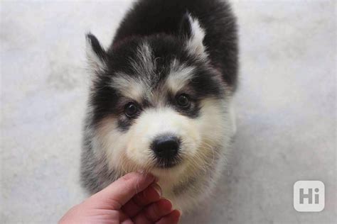 kreslenie huskyho šteňaťa
