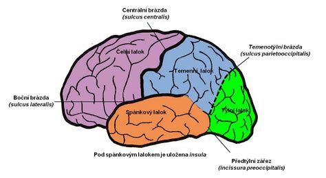 Schéma hladín mozgovej aktivity