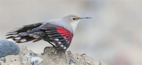 Murárik červenokrídly na skale