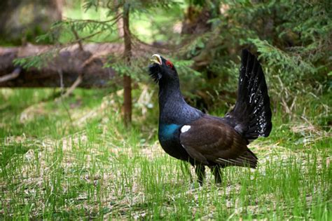 Hlucháň hôrny na tokanisku