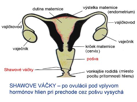 Schéma cyklických zmien hormónov u žien