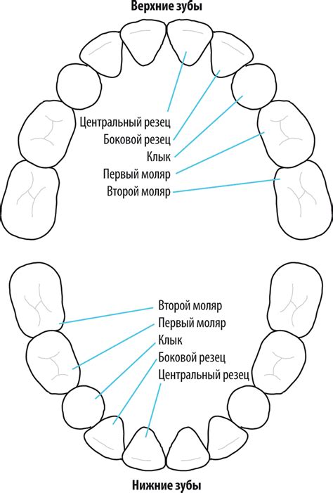 Schéma deformácie chrupu v dôsledku cmúľania palca