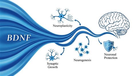 Schéma neuronálnej plasticity
