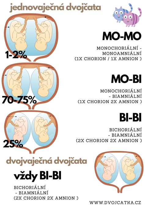 schéma vzniku molárneho tehotenstva
