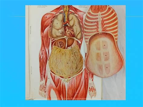 Ilustrácia ženského tela s vyznačenými prsníkmi