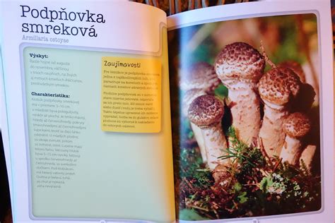 Ilustrácia jedovatých a jedlých húb