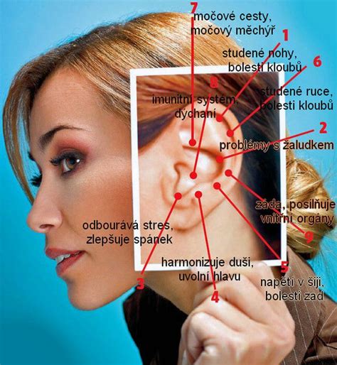 Anatomické usporiadanie ucha