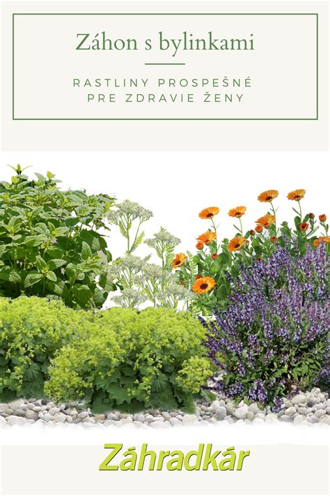 Obrázok s rôznymi bylinkami a potravinami podporujúcimi zdravie dýchacích ciest